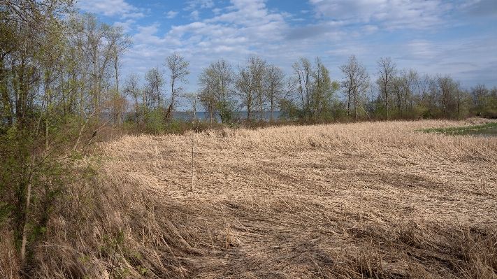 Landscape tree forest grass Photo