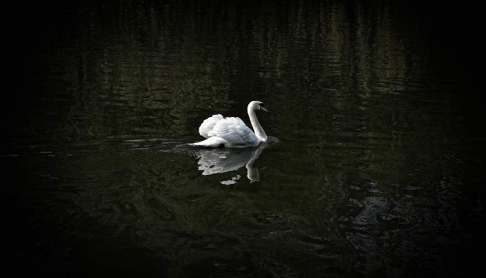 Photo Oiseau aile noir et blanc
 lac