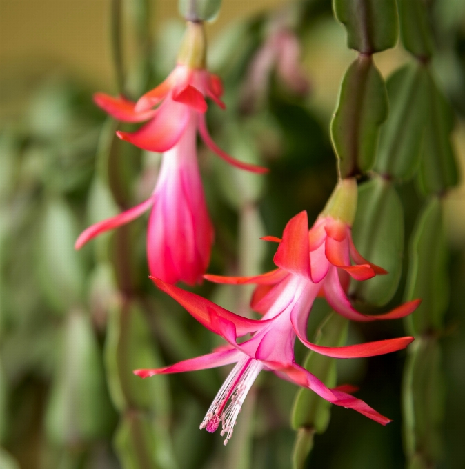 Fiore cactus
 pianta petalo