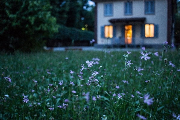 木 自然 草 植物 写真