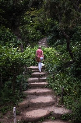 Forest rock walking trail Photo