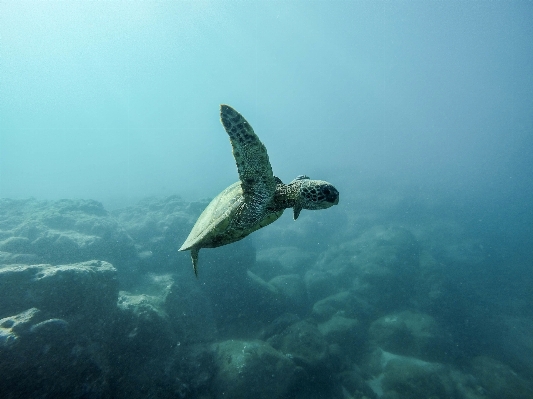 Foto Laut bawah air biologi penyu