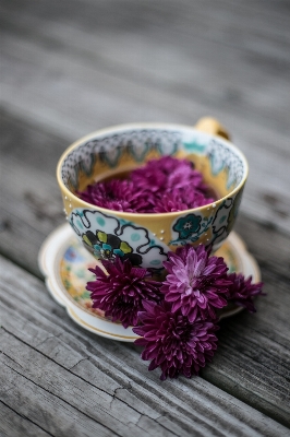 Flower purple petal cup Photo