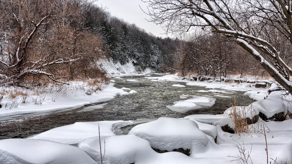 пейзаж дерево вода ветвь