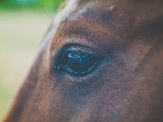 Dog animal horse mammal Photo