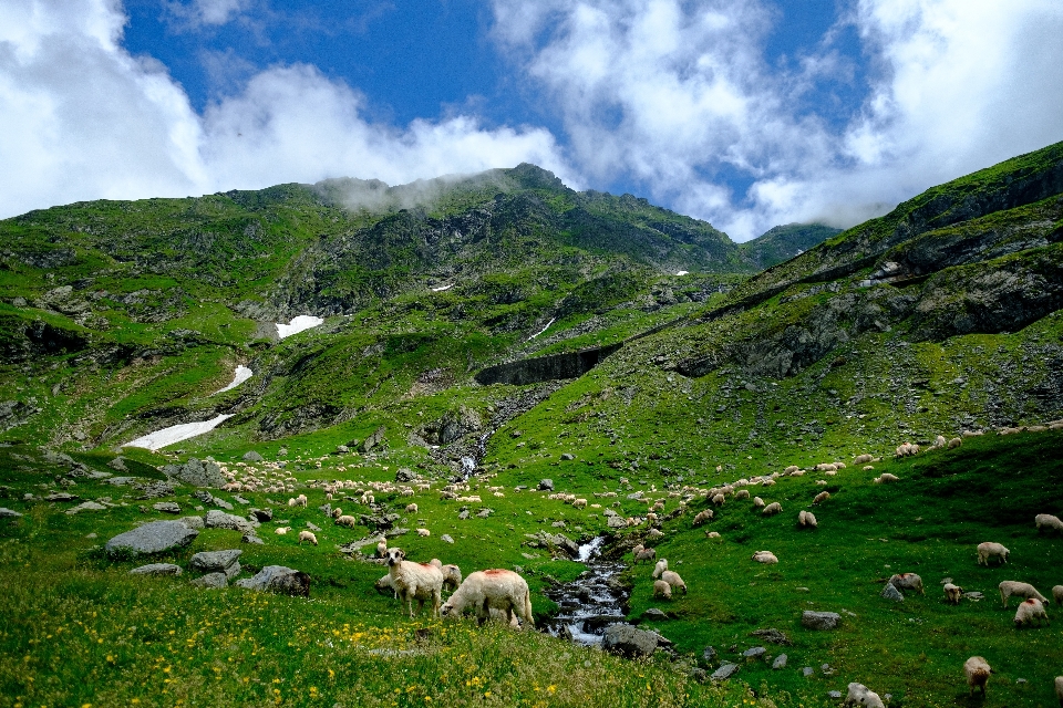 Krajobraz natura trawa pustynia
