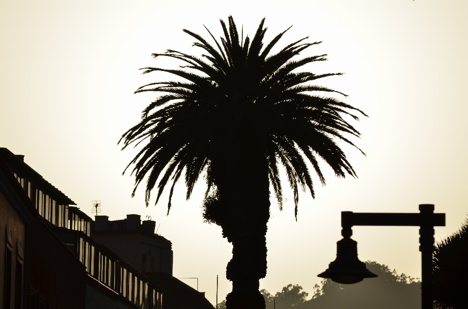 Tree silhouette plant sunset