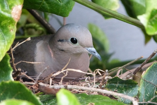 Nature branch bird flower Photo