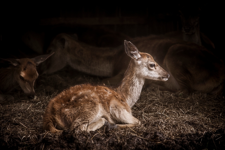 Herbe animal faune cerf