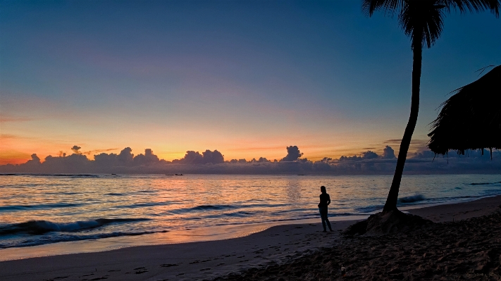 ビーチ 海 海岸 木 写真