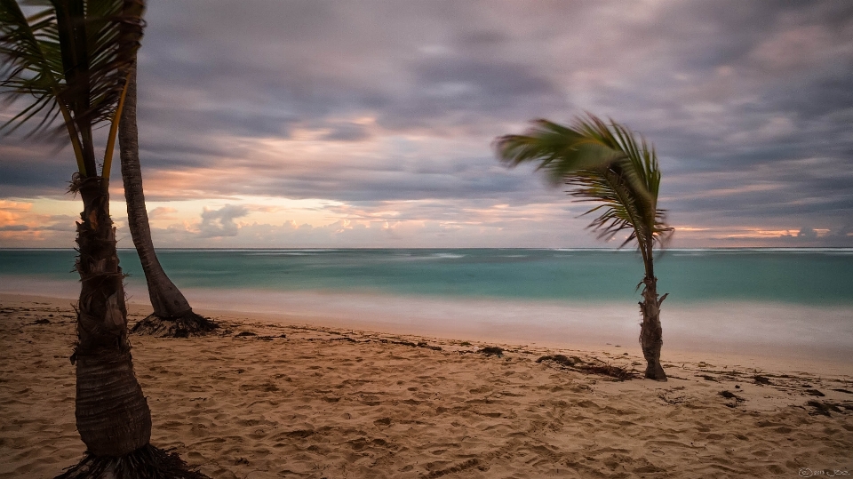 Plage mer côte arbre