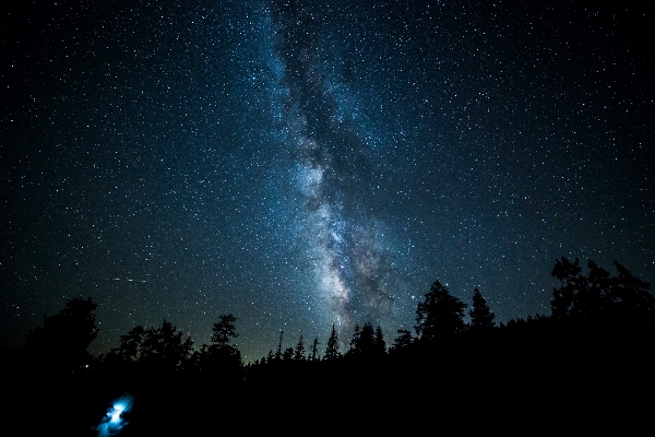 Foto árvore silhueta céu noite