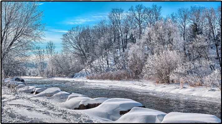 Foto Paisaje árbol desierto
 nieve