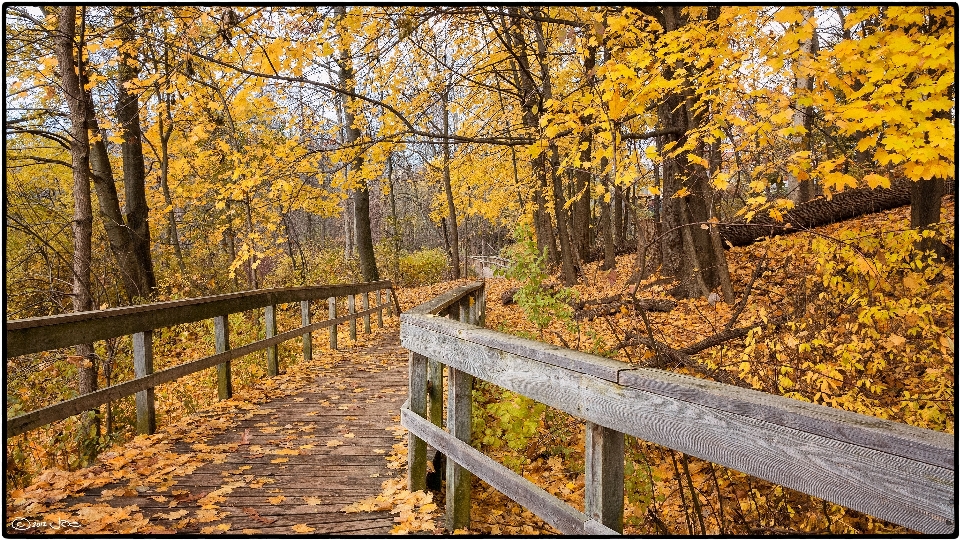 Landscape tree nature forest