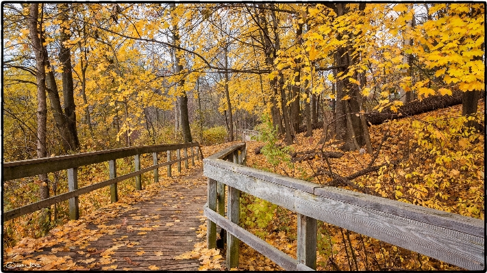 Landscape tree nature forest Photo