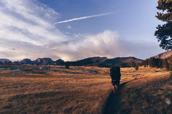 Photo Paysage arbre nature horizon