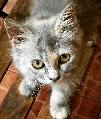 Foto Anak kucing mamalia cambang
