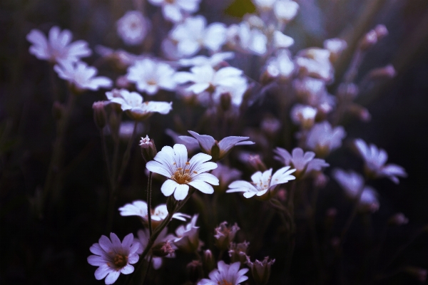 Nature blossom plant photography Photo