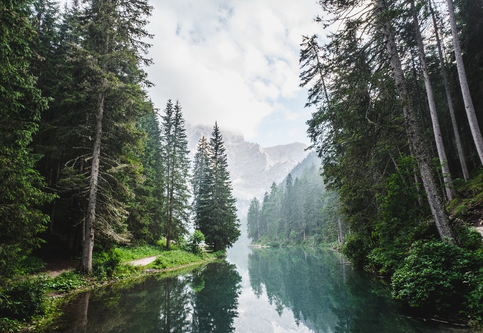 Baum wald wasserfall wildnis
