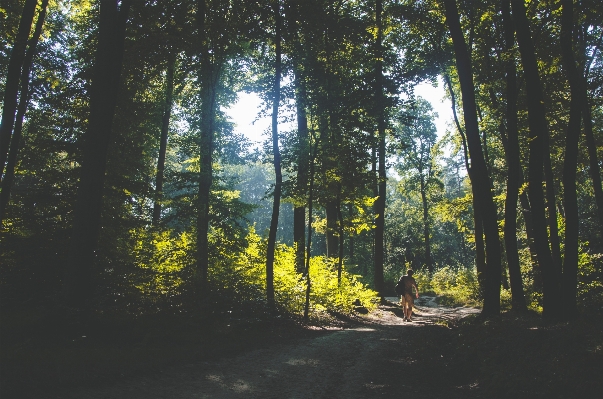 Tree nature forest path Photo