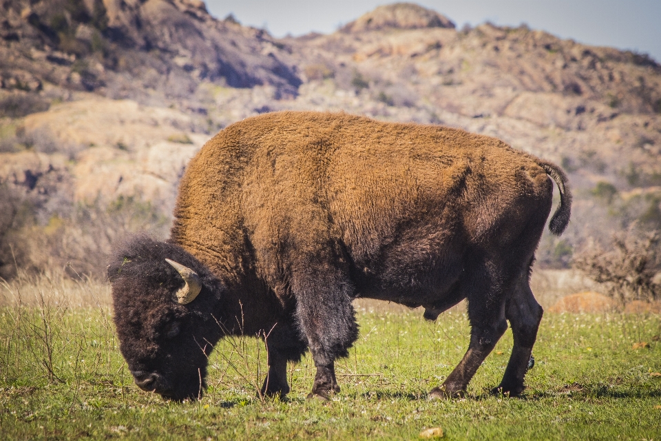 Prairie wildlife herd pasture