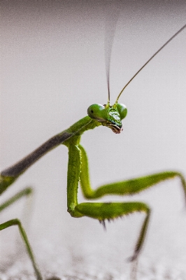 Photography river green insect Photo