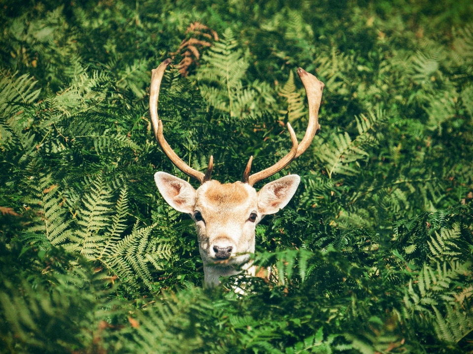 Tier tierwelt reh säugetier