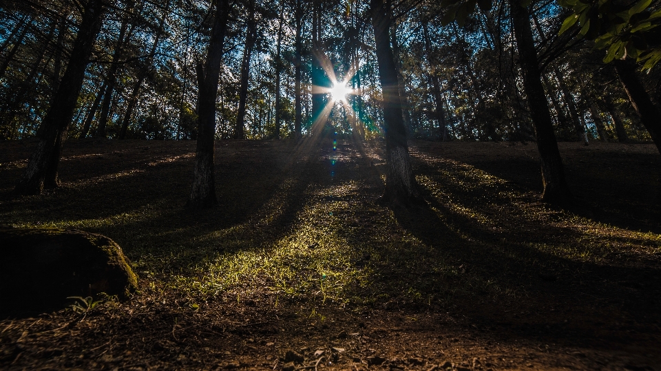 Pohon alam hutan rumput