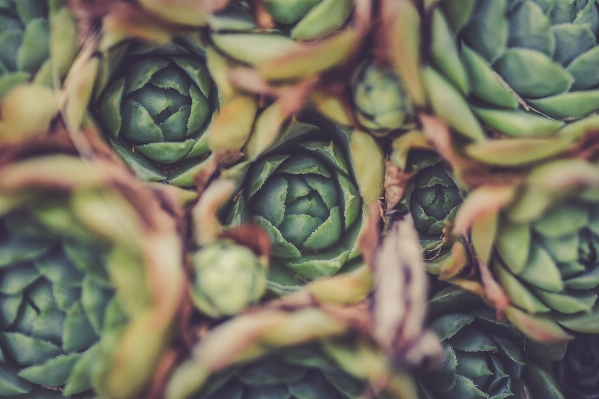 Hand plant fruit leaf Photo