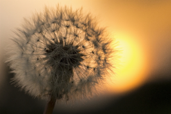 Nature plant photography dandelion Photo