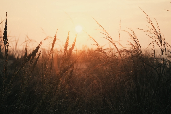 Tree nature grass horizon Photo