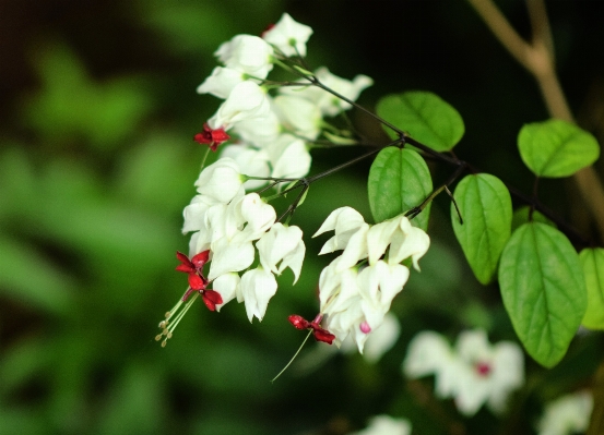 Natur zweig blüte anlage Foto