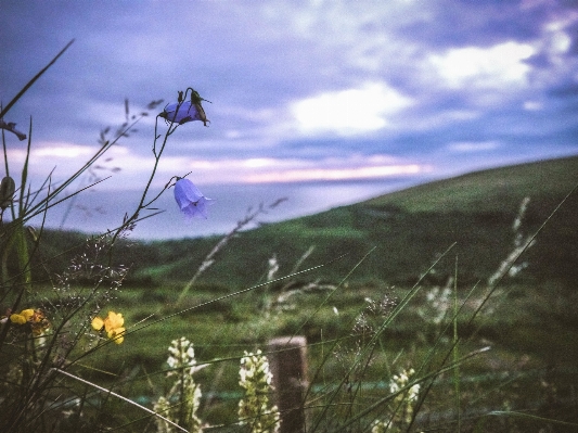 自然 草 山 フェンス 写真