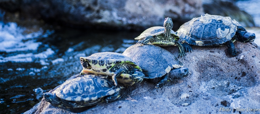 Water creek bokeh wildlife Photo