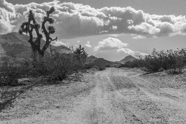 Landscape tree wilderness mountain Photo