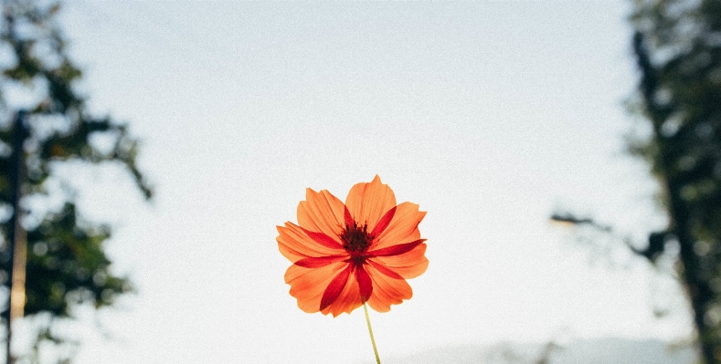 木 花 冬 植物 写真