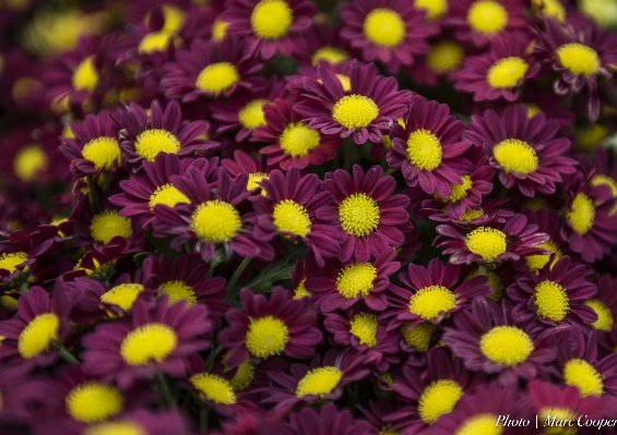 Plant flower purple petal Photo