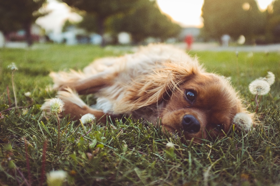 草 タンポポ 子犬 犬