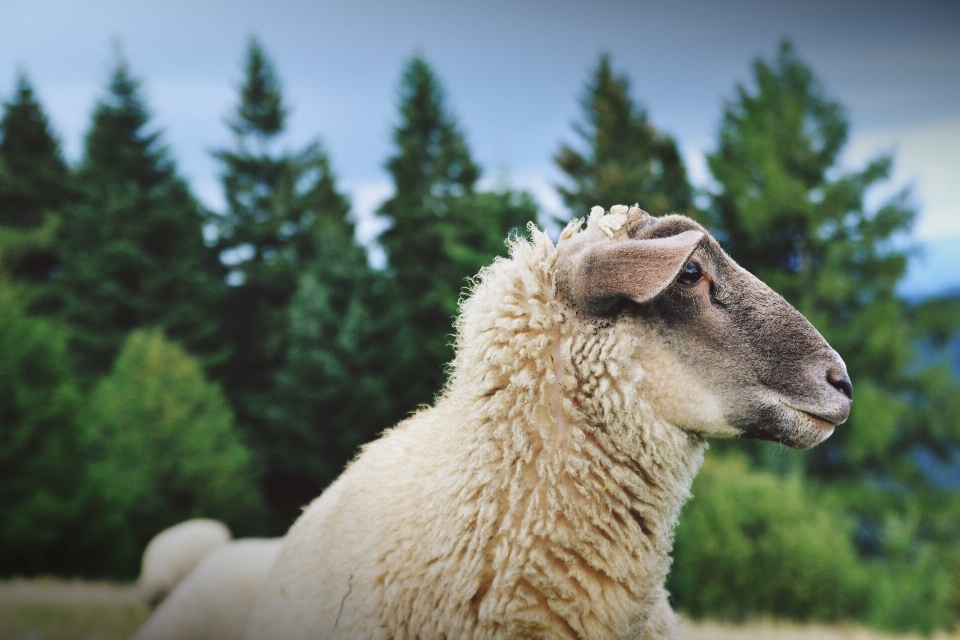 Animal wildlife sheep evergreen