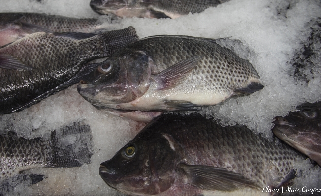 Food perch frozen fish Photo