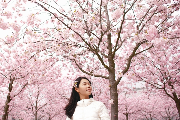 Branch blossom plant woman Photo