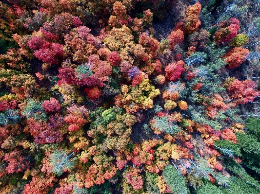 Tree forest plant leaf Photo