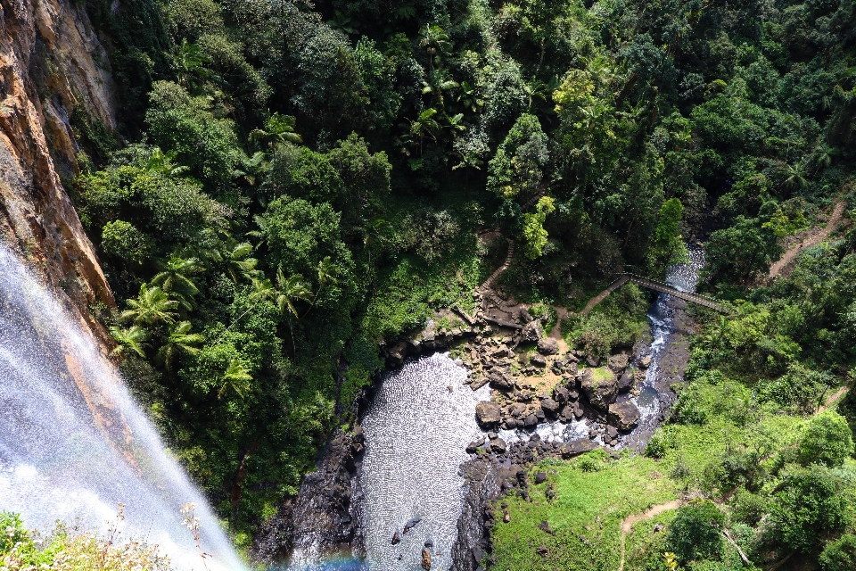 Pohon air hutan terjun