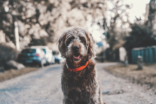 Foto Salju anjing satwa anjing
