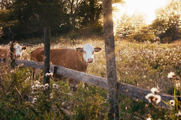 Grass fence field farm Photo