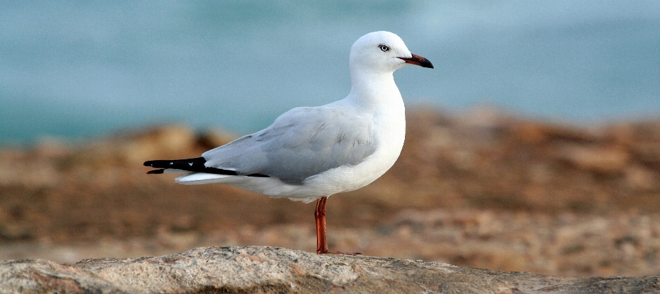 Vogel flügel seevogel
 möwe