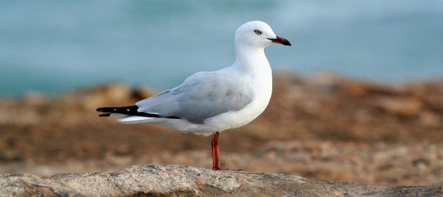 鳥 羽 海鳥
 カモメ 写真