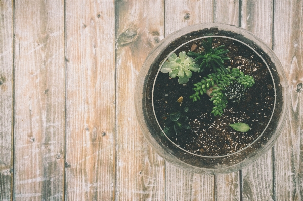 Foto árbol planta madera hoja