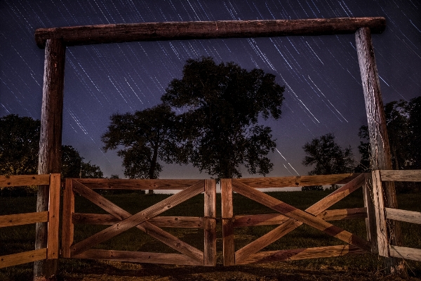 Tree fence wood bridge Photo