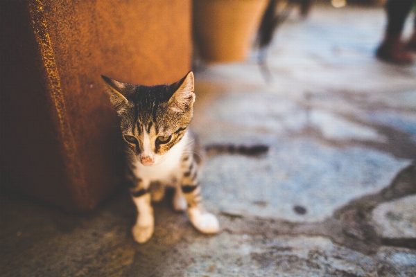 Foto Satwa peliharaan anak kucing